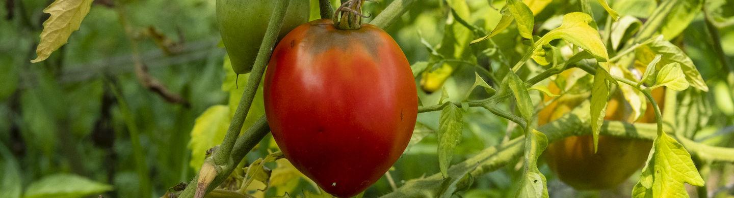 一个西红柿的图像